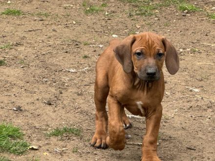 Ridgebackwelpen
