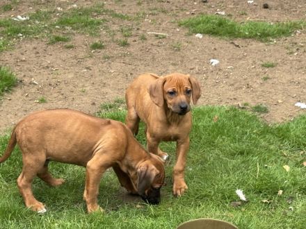 Ridgebackwelpen