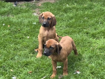 Ridgebackwelpen