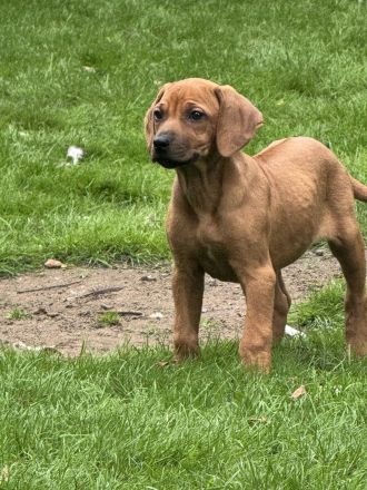 Ridgebackwelpen
