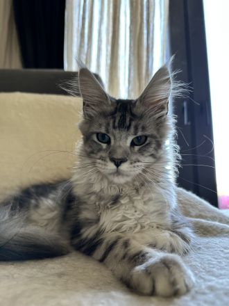 Maine Coon Mädchen mit Stammbaum
