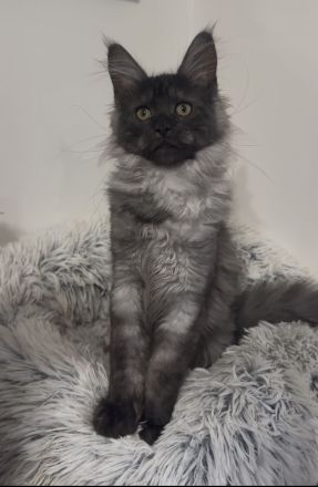 Maine Coon Mädchen mit Stammbaum