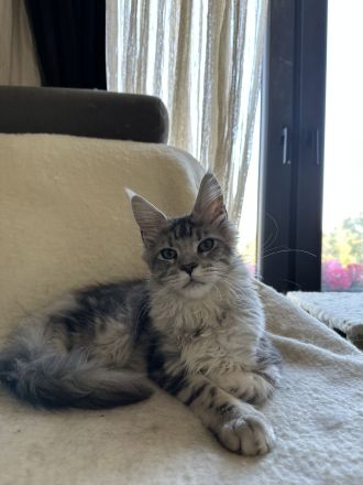 Maine Coon Mädchen mit Stammbaum