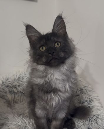 Maine Coon Mädchen mit Stammbaum
