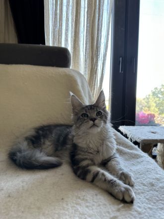 Maine Coon Mädchen mit Stammbaum