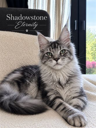 Maine Coon Mädchen mit Stammbaum