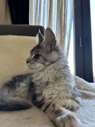 Maine Coon Mädchen mit Stammbaum