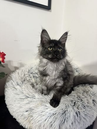 Maine Coon Mädchen mit Stammbaum