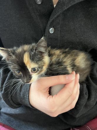 Katzenkind sucht neues Zuhause