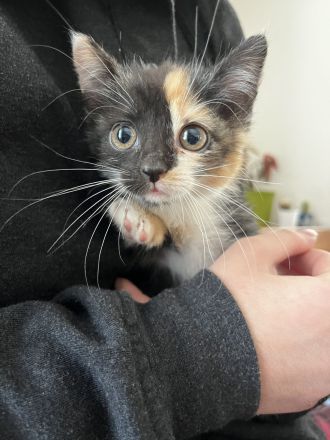Katzenkind sucht neues Zuhause