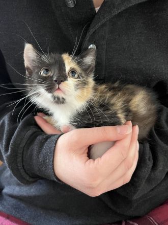Katzenkind sucht neues Zuhause