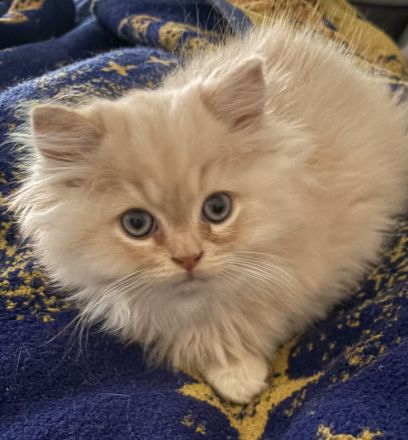 🐾 9 Wochen junges Kitten ( Kater ) sucht ein liebevolles zu Hause 🐾