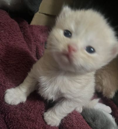 🐾 9 Wochen junges Kitten ( Kater ) sucht ein liebevolles zu Hause 🐾