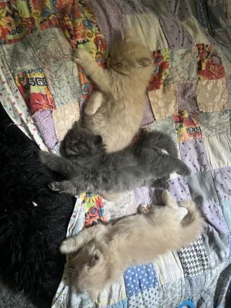 🐾 Kleine Samtpfoten suchen ein liebevolles zu Hause 🐾