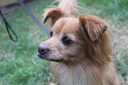 Yuki, Papillon-Chihuahua, geb. 2016, hat es faustdick hinter den plüschigen Ohren