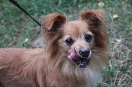 Yuki, Papillon-Chihuahua, geb. 2016, hat es faustdick hinter den plüschigen Ohren