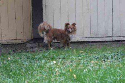 Yuki, Papillon-Chihuahua, geb. 2016, hat es faustdick hinter den plüschigen Ohren