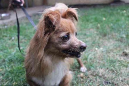 Yuki, Papillon-Chihuahua, geb. 2016, hat es faustdick hinter den plüschigen Ohren