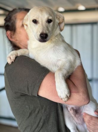 Timo, Tobi, Toto - süße Rasselbande auf der Suche nach einem (getrennten) Zuhause; 1J, 33cm