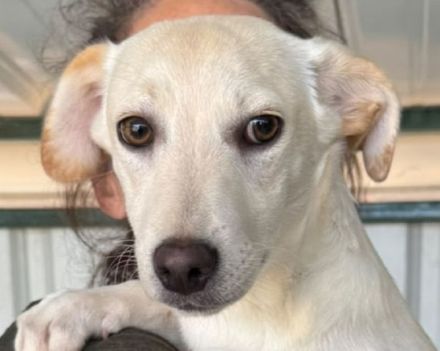 Timo, Tobi, Toto - süße Rasselbande auf der Suche nach einem (getrennten) Zuhause; 1J, 33cm
