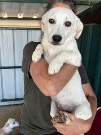 Timo, Tobi, Toto - süße Rasselbande auf der Suche nach einem (getrennten) Zuhause; 1J, 33cm