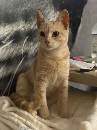 Nike & Nontas - süße best Buddys auf der Suche nach dem perfekten Menschenmatch, 1.5J