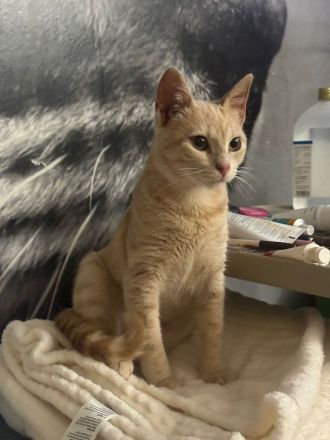 Nike & Nontas - süße best Buddys auf der Suche nach dem perfekten Menschenmatch, 1.5J