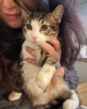 Nike & Nontas - süße best Buddys auf der Suche nach dem perfekten Menschenmatch, 1.5J