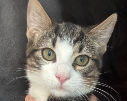 Nike & Nontas - süße best Buddys auf der Suche nach dem perfekten Menschenmatch, 1.5J