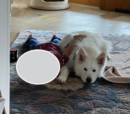 Über Ghost – Traumhund sucht Traumzuhause
