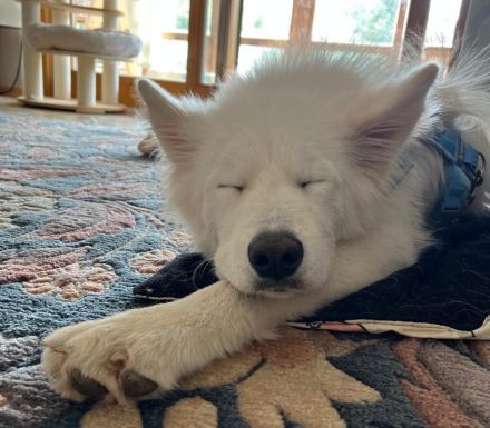 Über Ghost – Traumhund sucht Traumzuhause