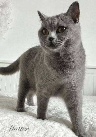 BKH Kitten Britisch Kurzhaar Katzen reinrassig in blau