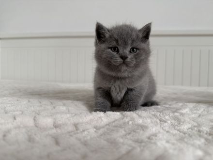 BKH Kitten Britisch Kurzhaar Katzen reinrassig in blau
