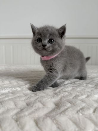 BKH Kitten Britisch Kurzhaar Katzen reinrassig in blau