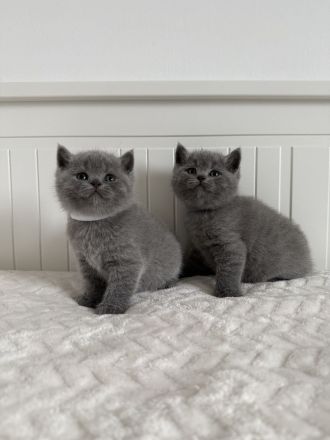 BKH Kitten Britisch Kurzhaar Katzen reinrassig in blau