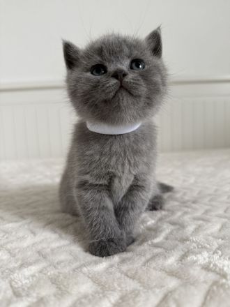 BKH Kitten Britisch Kurzhaar Katzen reinrassig in blau