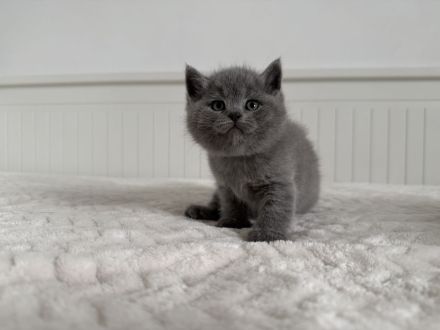 BKH Kitten Britisch Kurzhaar Katzen reinrassig in blau
