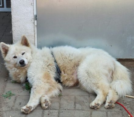 Samojedenhündin Eva
