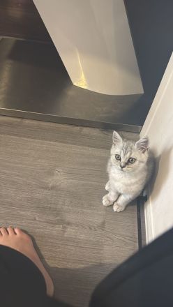 BKH Kitten auszugsbereit