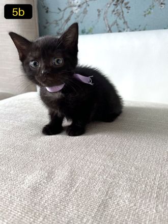 4 Süße EKH-Kitten suchen ihr Für-immer-Zuhause