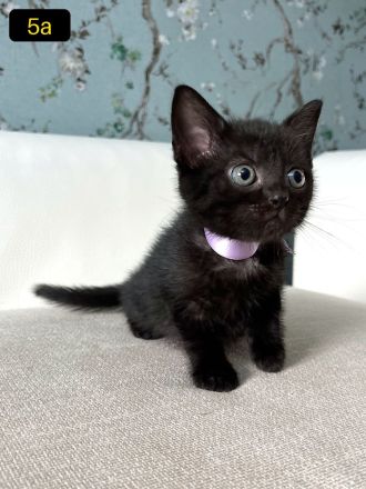 Sieben süße EKH-Kitten suchen ihr Für-immer-Zuhause