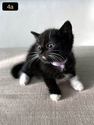 Sieben süße EKH-Kitten suchen ihr Für-immer-Zuhause