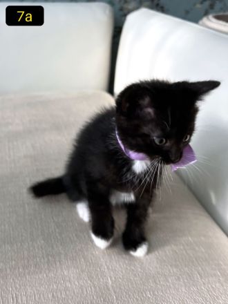 Sieben süße EKH-Kitten suchen ihr Für-immer-Zuhause