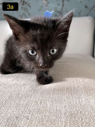 4 Süße EKH-Kitten suchen ihr Für-immer-Zuhause