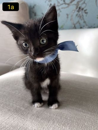 4 Süße EKH-Kitten suchen ihr Für-immer-Zuhause
