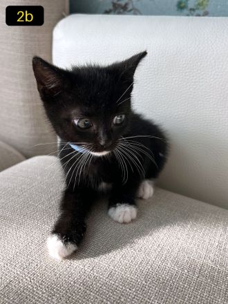 Sieben süße EKH-Kitten suchen ihr Für-immer-Zuhause