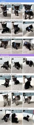 Sieben süße EKH-Kitten suchen ihr Für-immer-Zuhause