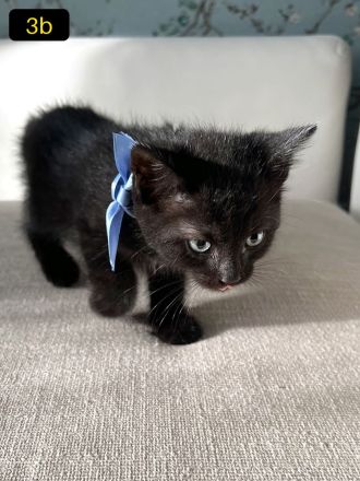 Sieben süße EKH-Kitten suchen ihr Für-immer-Zuhause