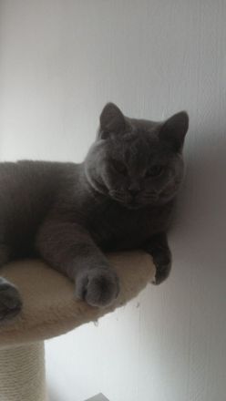 BKH Deckkater in Blue