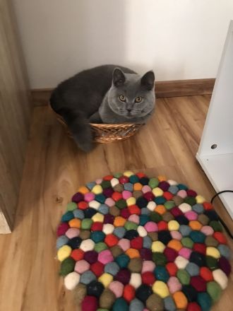 BKH Deckkater in Blue
